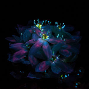 亚洲老女人色吧
